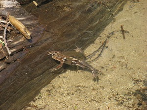 070523_bufo