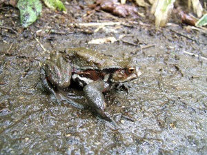 070621_bufo