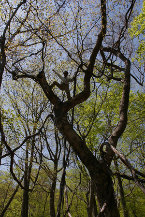 090520_treeclimb