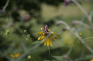 090812_hosimisuji