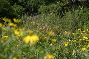 090812_oohannhozakikonzai