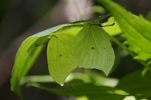 090814_sujibosoyamaki1