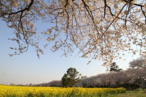 110413_sakura_nanohana