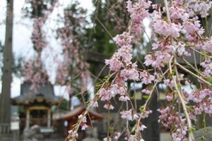 110422_kokuuzou_sakura_up