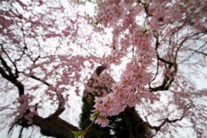 110422_sidarezakura_kokuuzou_ura