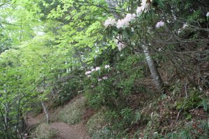 110605_yunoko_seiganhodou 110605_yunoko_seiganhodou