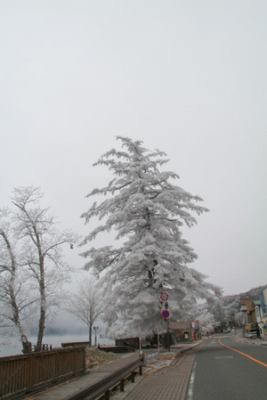 111202_christmastree