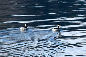 120119_hajirokaituburi