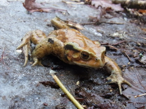 120426_bufo_japo_formosus