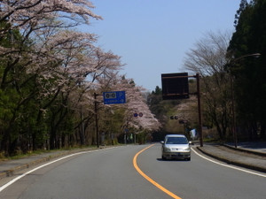 120428_kiyotaki_sakura