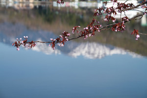 120514_tyuuzenji_sakura