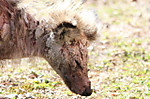 130321_kaisen_tanuki2