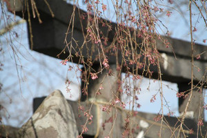 130404_kokuuzou_sakura