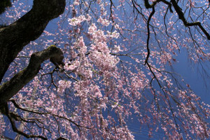 130408_takadake_sakura