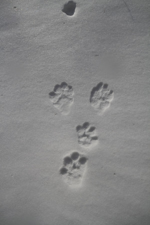 140108_usagi_footprint