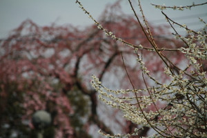 140410_ume_sakura