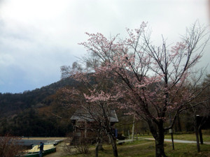 140517_yumoto_sakura