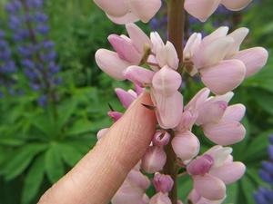 Lupinus