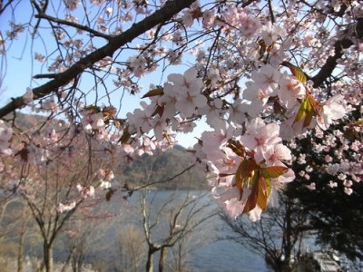 080506_tyuzenji