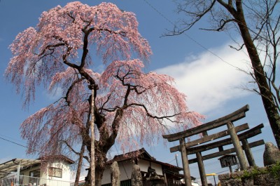 160413_oosugijinja