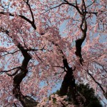 予想的中！　桜が良いぞ。