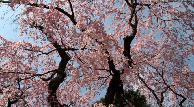 予想的中！　桜が良いぞ。