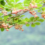 レンゲツツジにツツジとツツジ