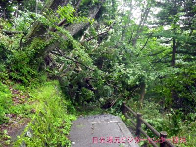 歩道上がわっさーってなってる