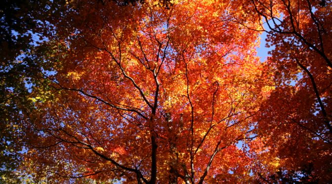 奥日光紅葉ガイドツアー