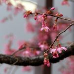 桜回遊2017　スタート！