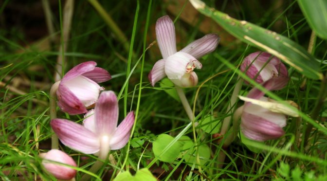 愛を込めて花束を