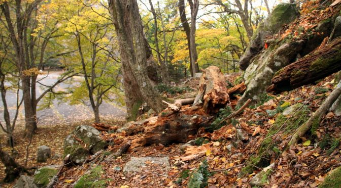 菖蒲～千手、小田代水溜り（台風21号続報）