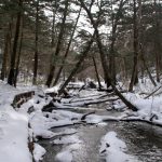 久々に冬の湯川沿い、に大集結。