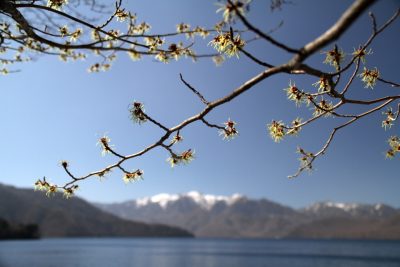 180330_mansaku_sirane