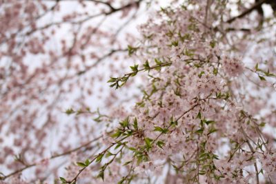 180406_hazakura