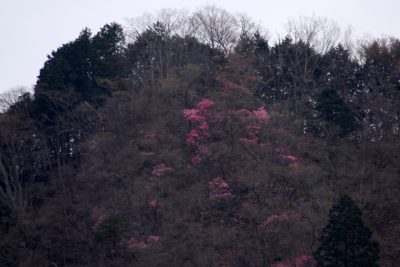 180406_nakimushiyasio