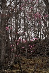 180414_akayasio