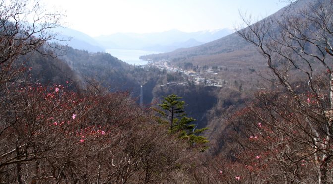 明智平のアカヤシオ開花　2018