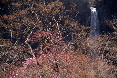 180420_kegon_yasio