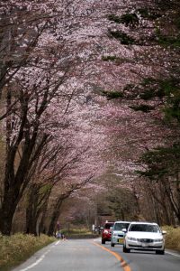 180427_1stiroha_sakura
