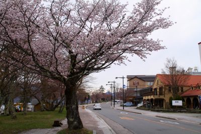 180427_tyuuzenji_sakura