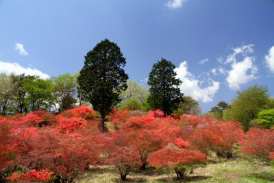 180428_tutujigaoka