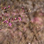 開花が早くて大ピンチ！