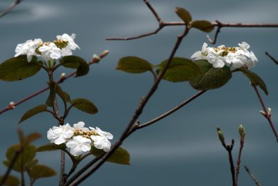 180502_ookamenoki