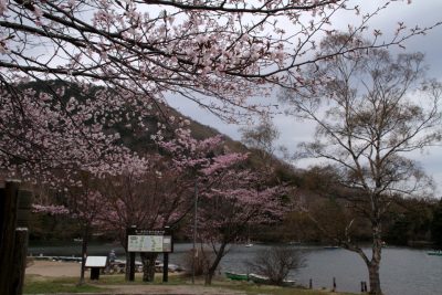 180502_ooyamazakura