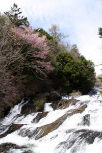 180506_ryuuzu_sakura