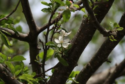 180516_zumikaika_sainoko