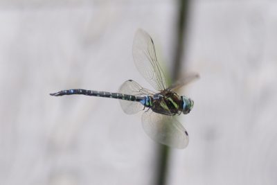 180831_ruribosiyanma