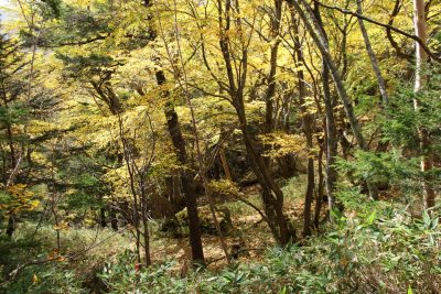 181007_hirohakatura