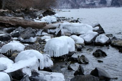 190110_kurage